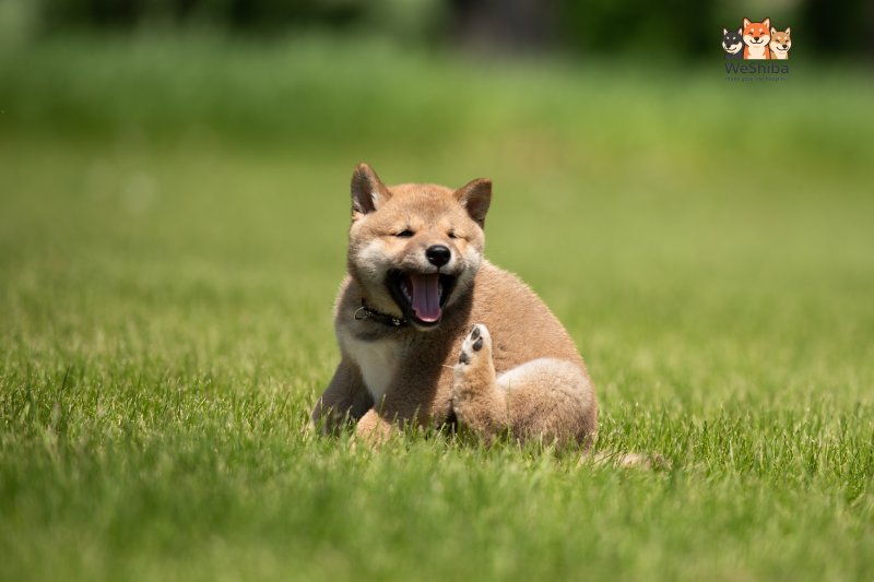 Photo of Akuma