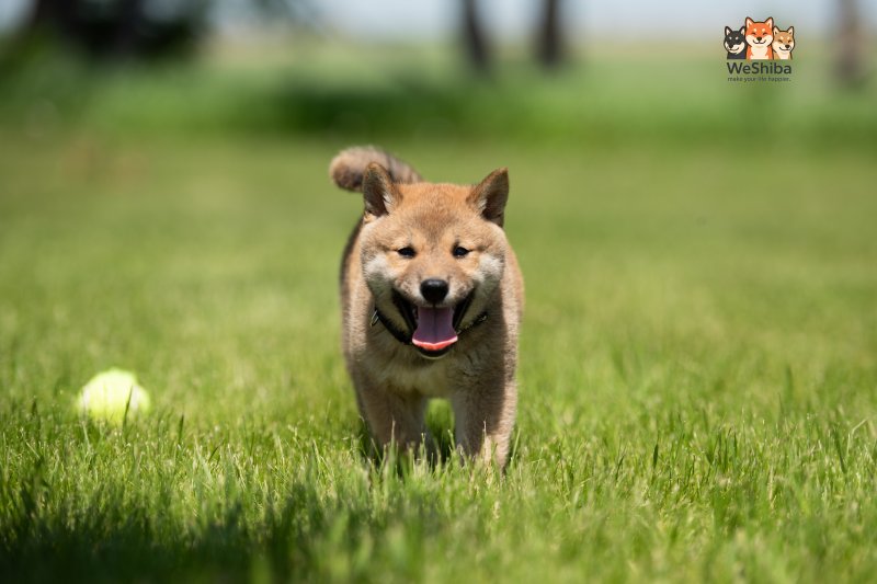 Photo of Akuma