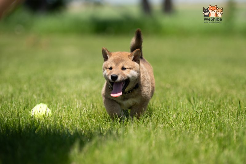 Photo of Akuma