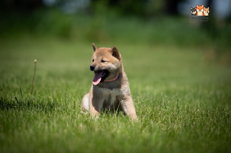 Photo of Amika