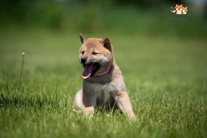 Photo of Amika