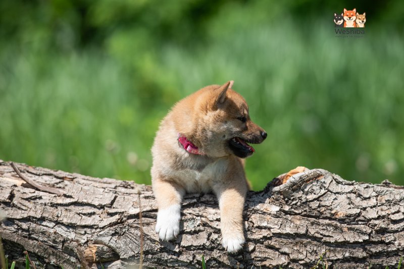 Photo of Amika