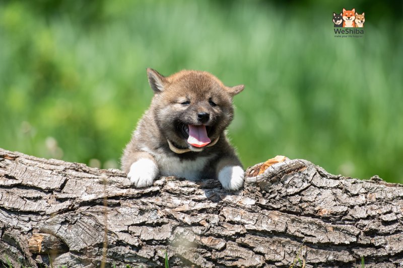 Photo of Arya