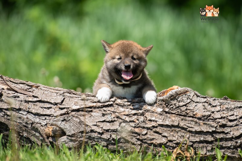 Photo of Arya
