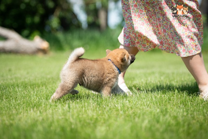 Photo of Asahi