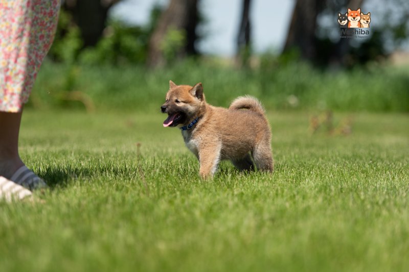 Photo of Asahi