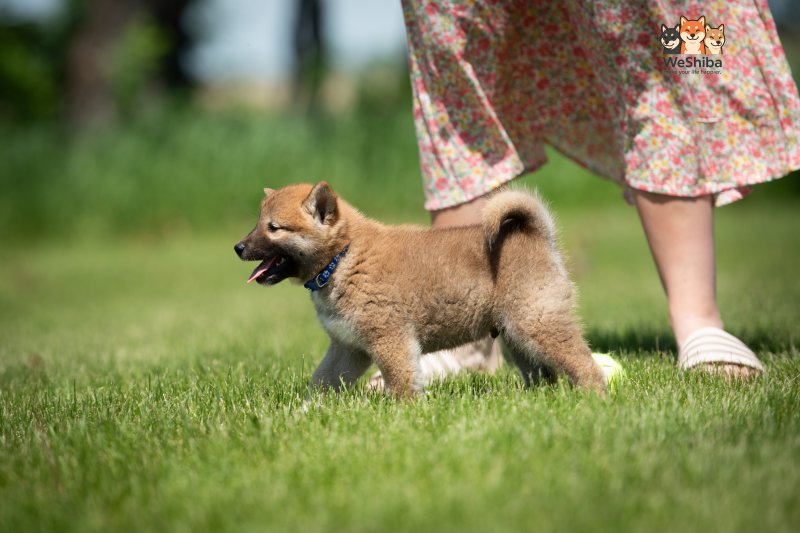 Photo of Asahi