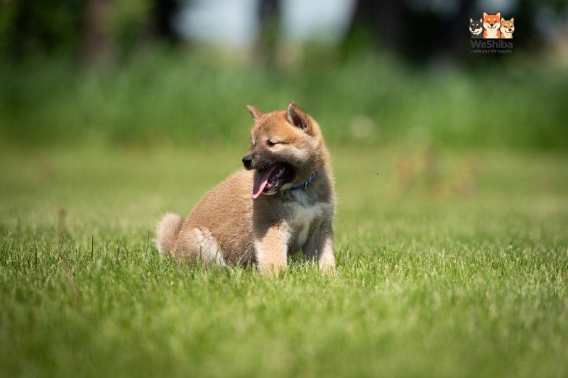 Photo of Asahi