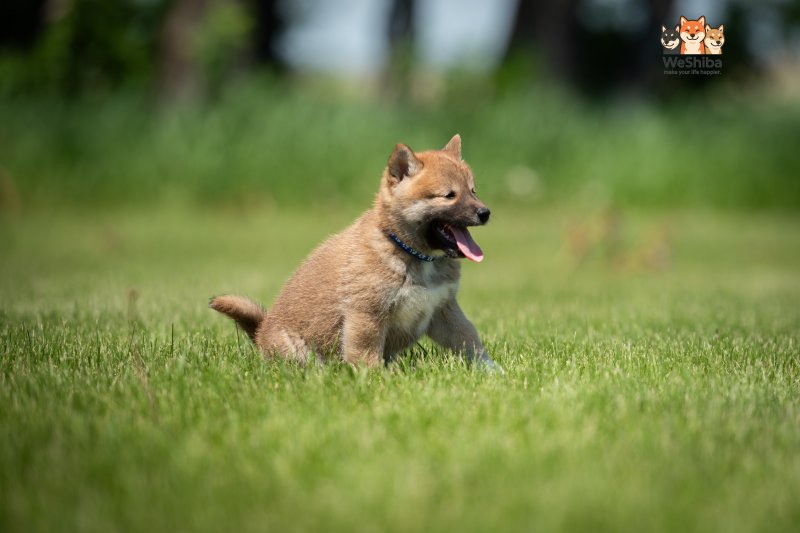Photo of Asahi