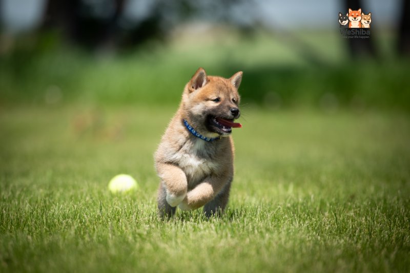 Photo of Asahi