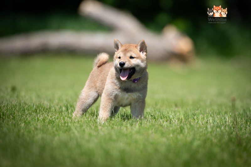 Photo of Ayari