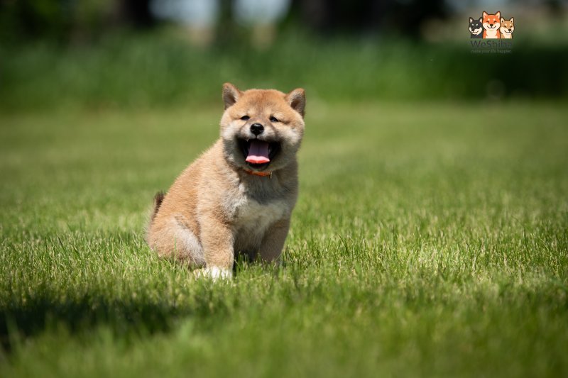 Photo of Ayumi