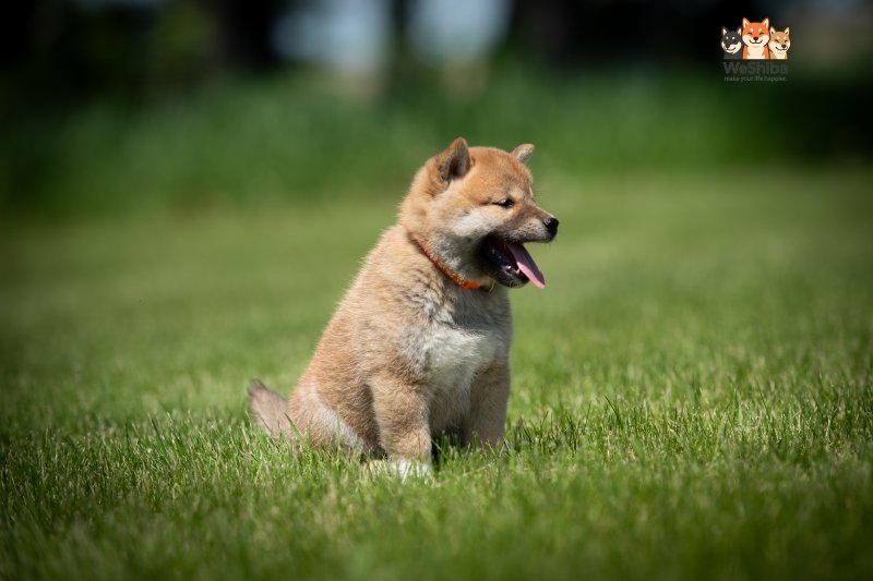Photo of Ayumi