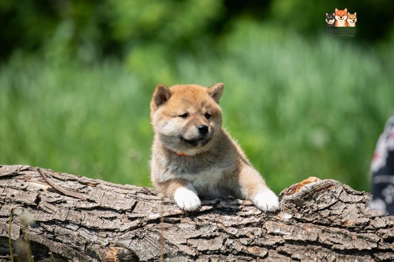Photo of Ayumi