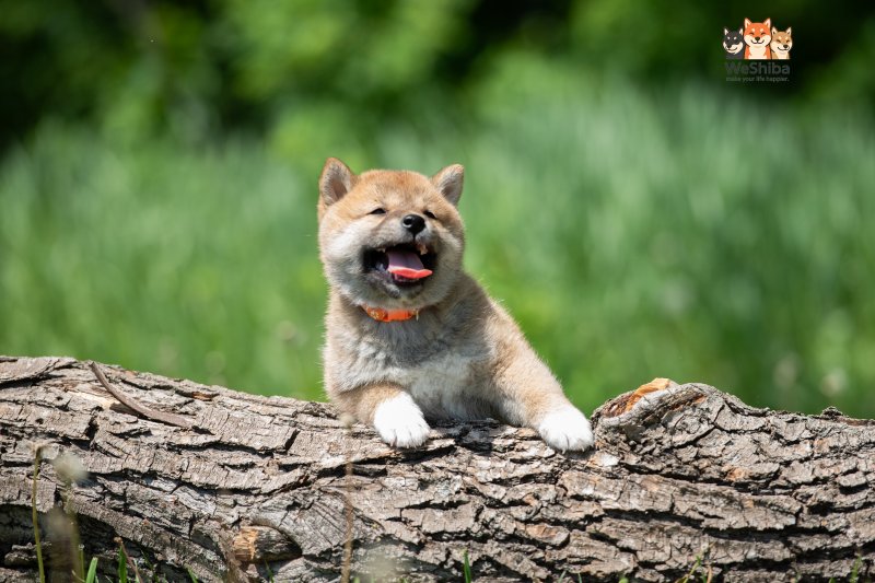 Photo of Ayumi