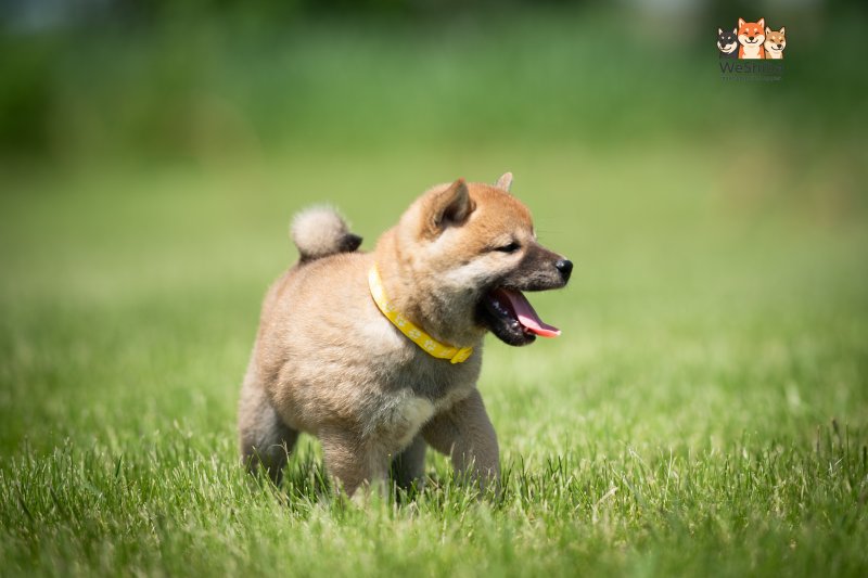 Photo of Azumi