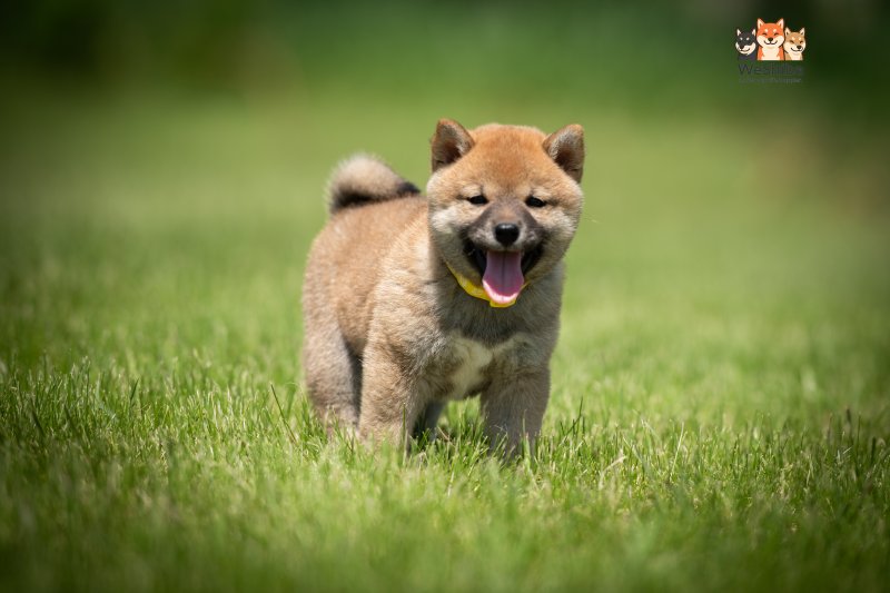 Photo of Azumi