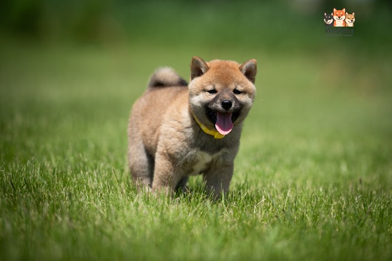 Photo of Azumi