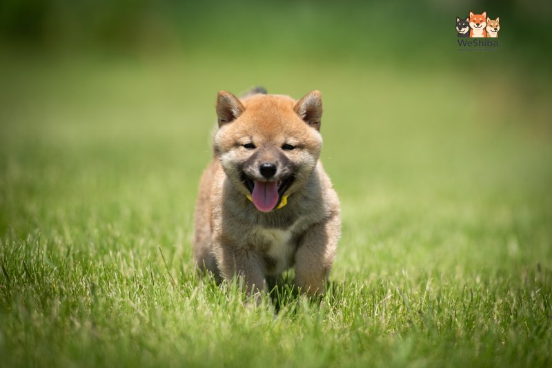 Photo of Azumi