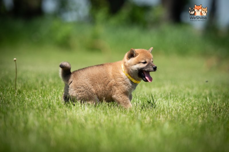 Photo of Azumi