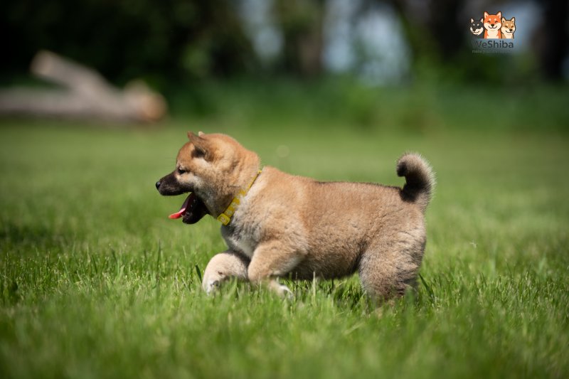 Photo of Azumi