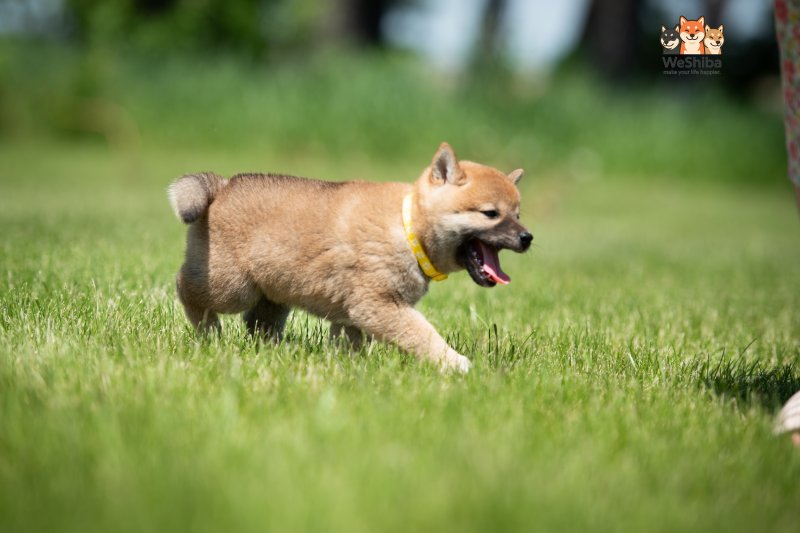 Photo of Azumi