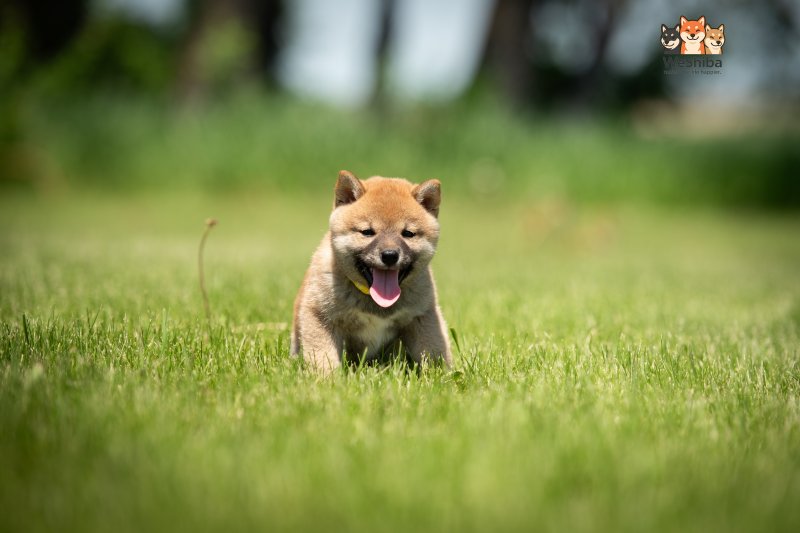 Photo of Azumi