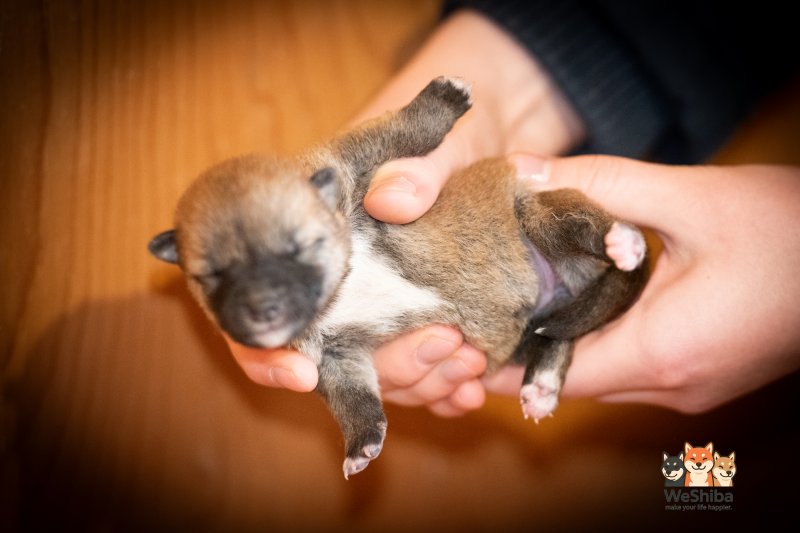 Photo of Aika