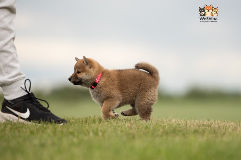 Photo of Aika