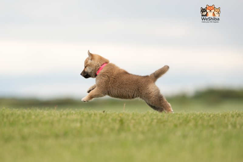 Photo of Aika