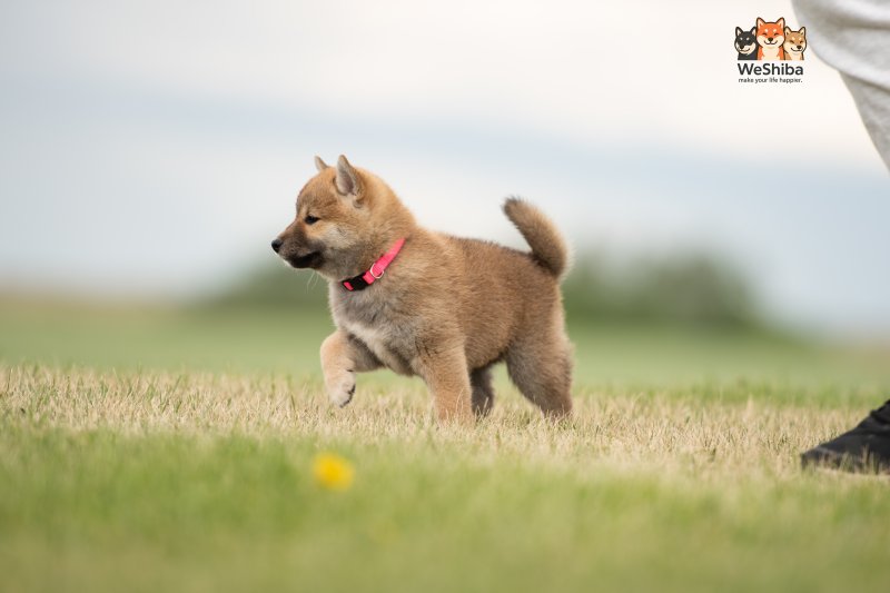 Photo of Aika