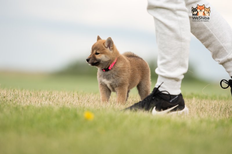 Photo of Aika