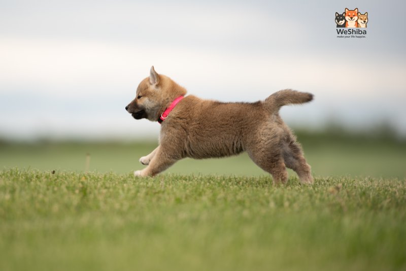 Photo of Aika