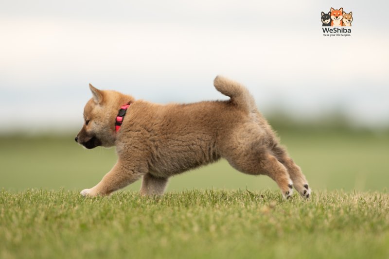 Photo of Aika