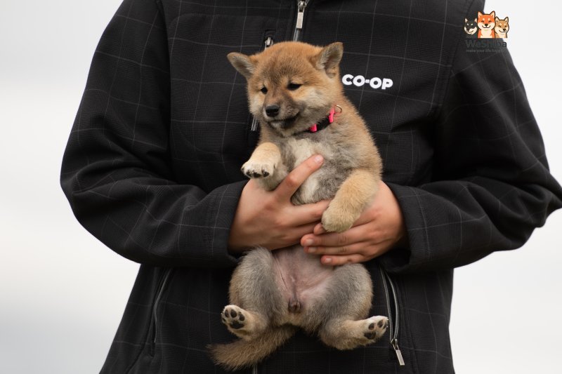 Photo of Aika