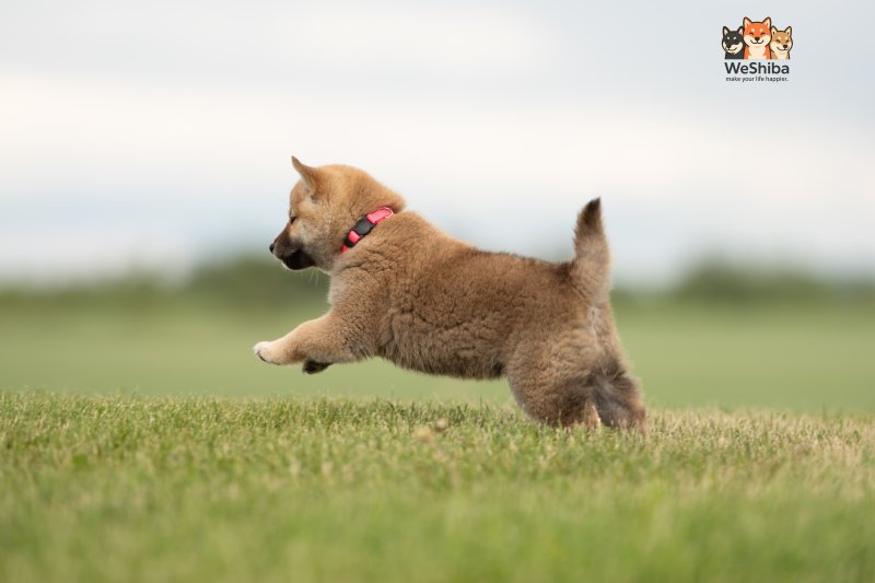 Photo of Aika