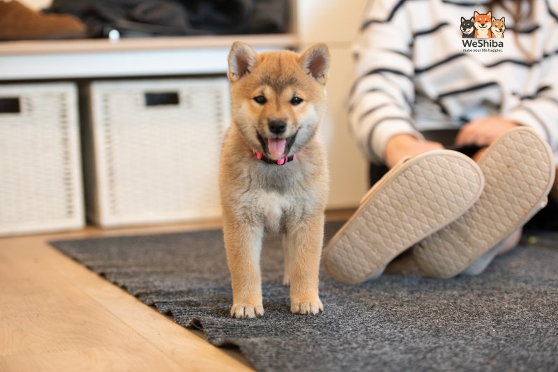 Photo of Aika