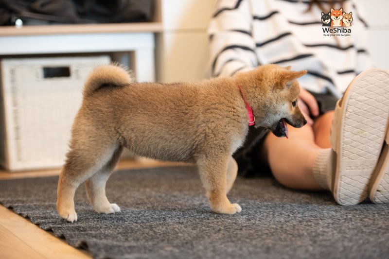 Photo of Aika