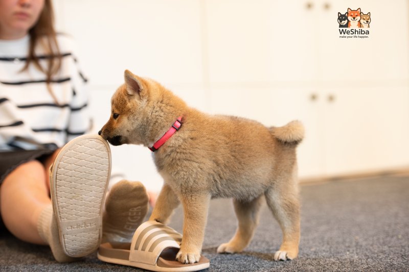 Photo of Aika