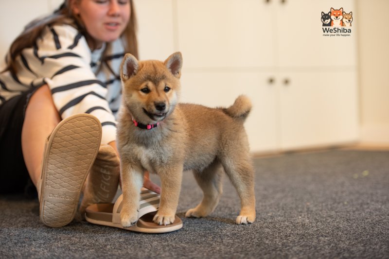 Photo of Aika