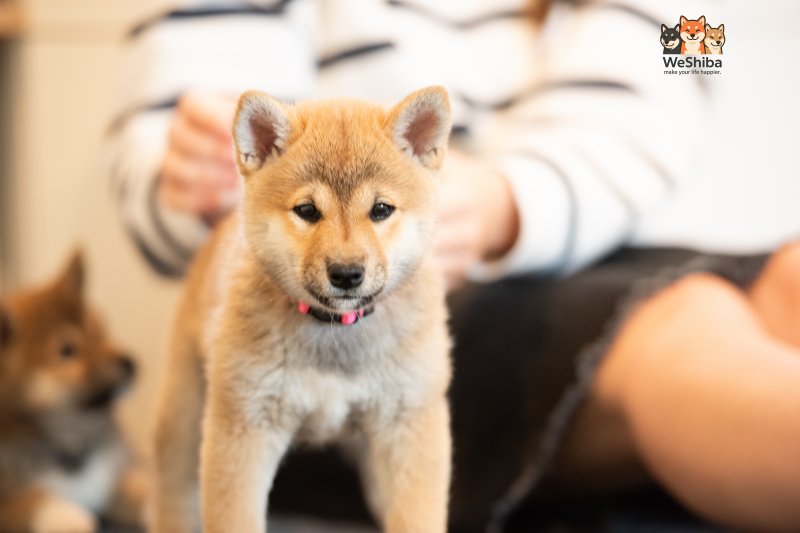Photo of Aika