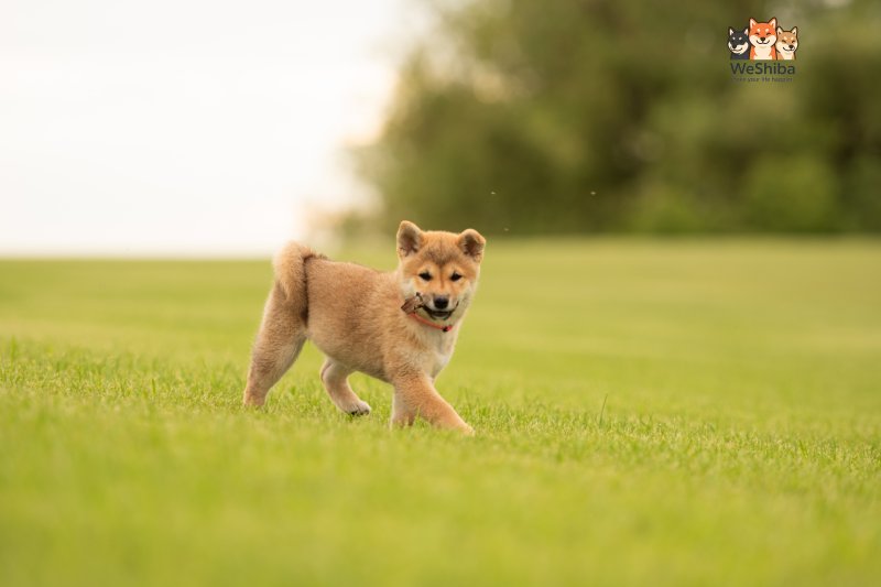 Photo of Aika