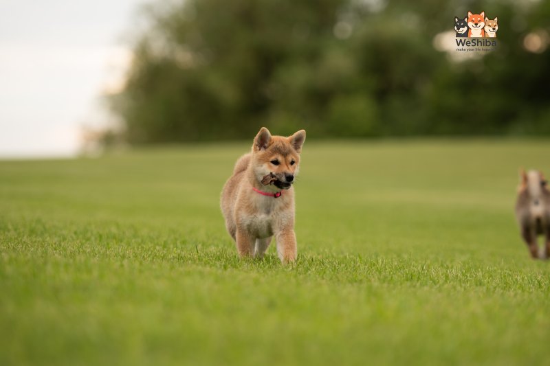 Photo of Aika
