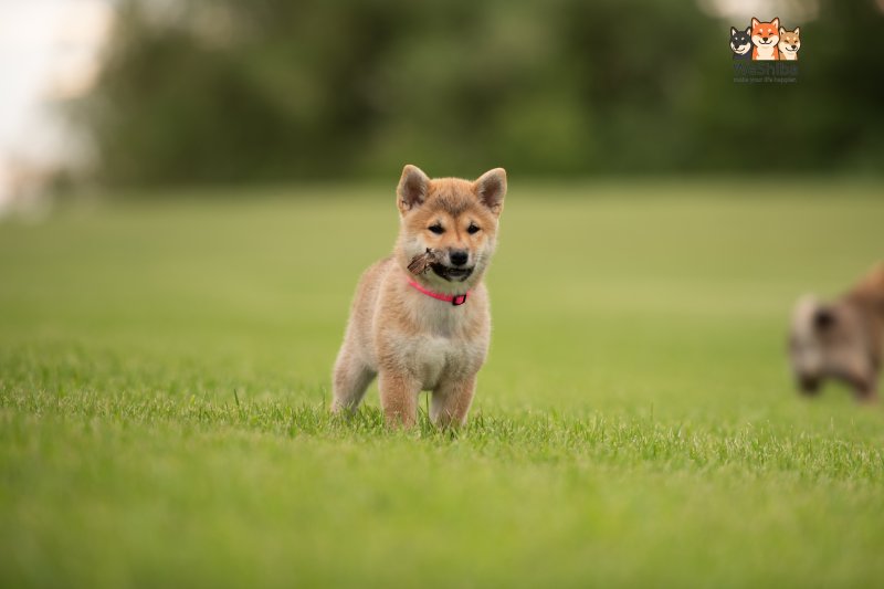 Photo of Aika