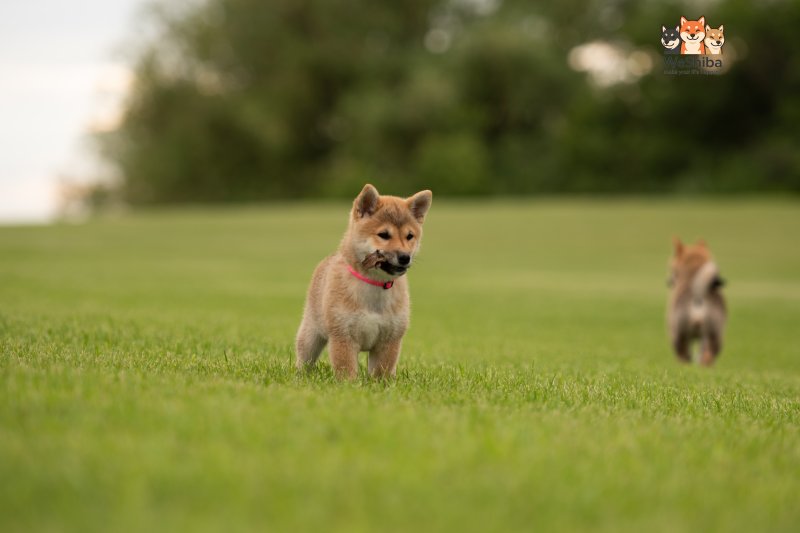 Photo of Aika
