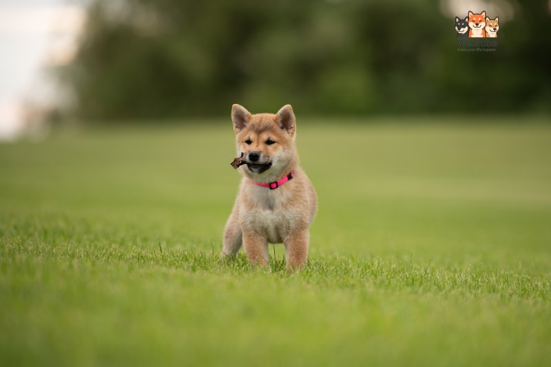 Photo of Aika