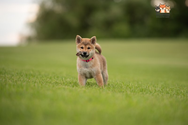 Photo of Aika