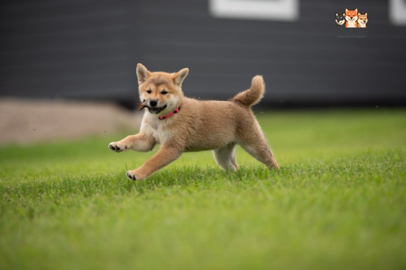 Photo of Aika